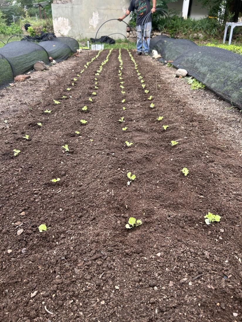 Plantines recién trasplantados