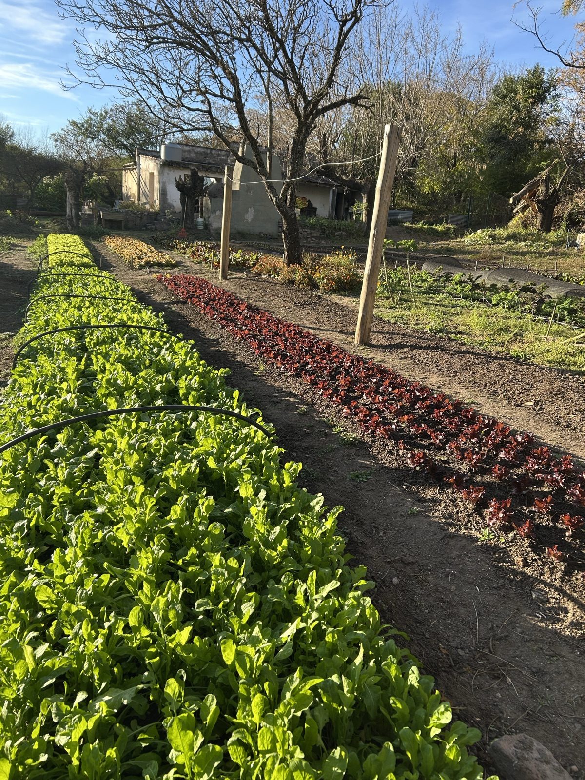 Bancales de rúcula y lechuga en la huerta de Brotes